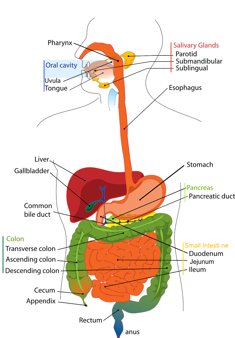 digestive-41529_1280.png