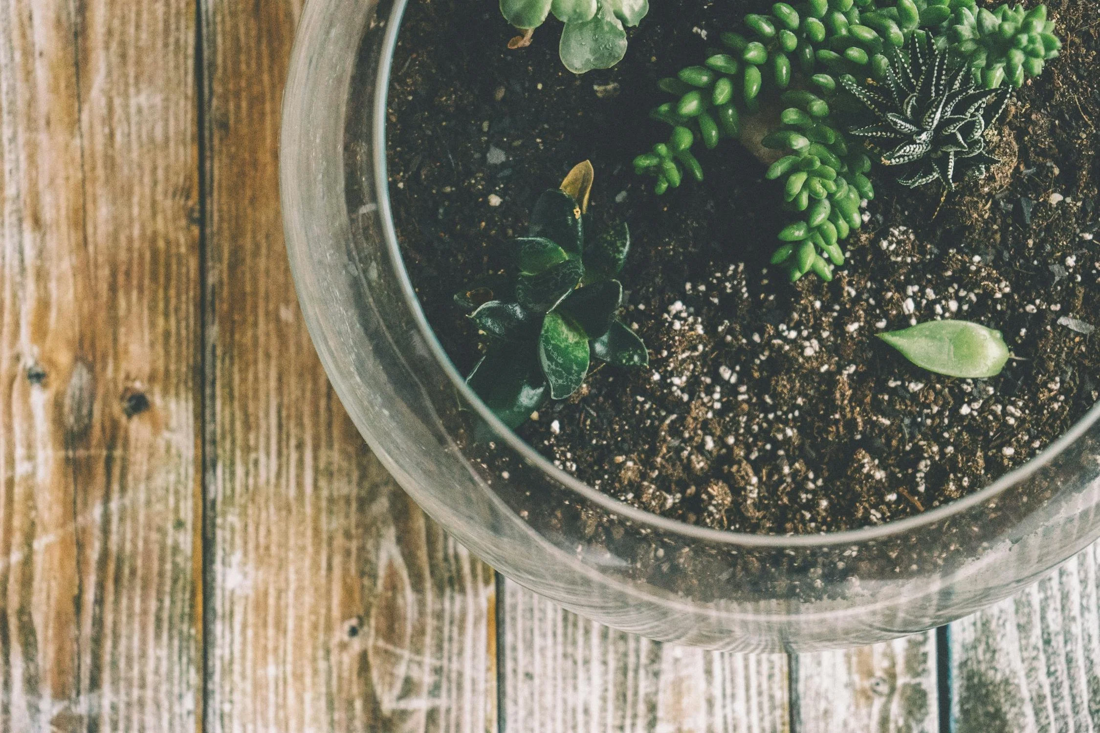 Crafternoon Jam: Plant-astic Terrariums