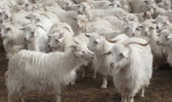 Cashmere Sponsorship