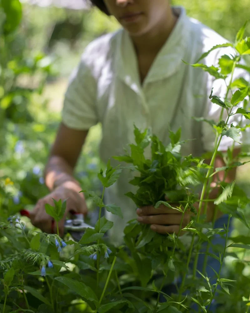 Herbalism in New York City, Worldwide Ecology School, knowledge shares ...
