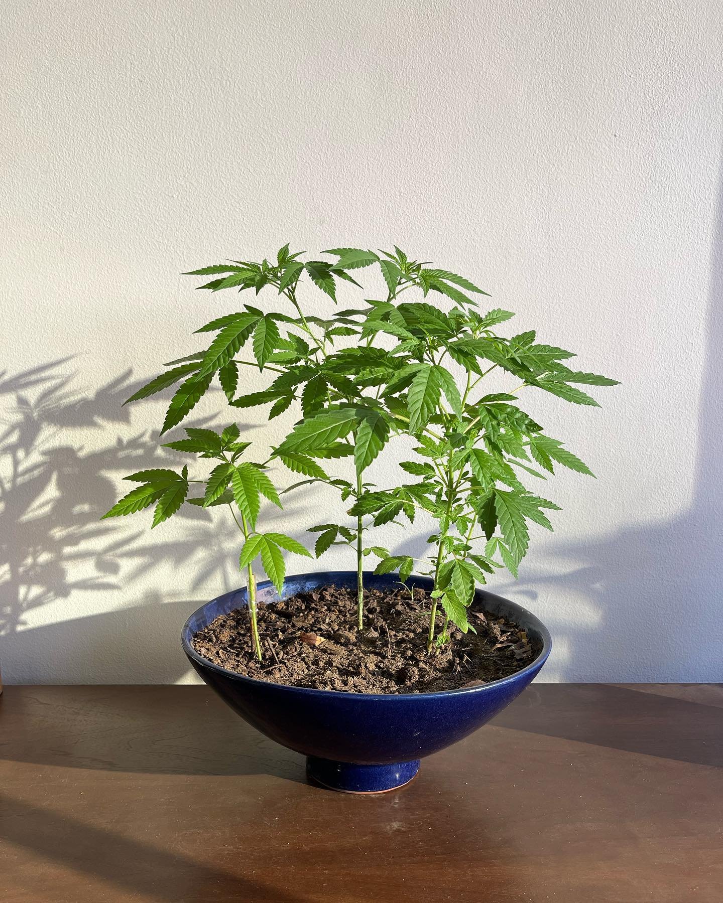 cannabis plant at home - mennlay a..jpeg