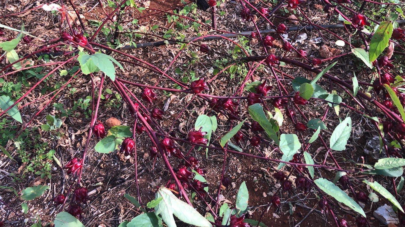 hibiscus .jpeg