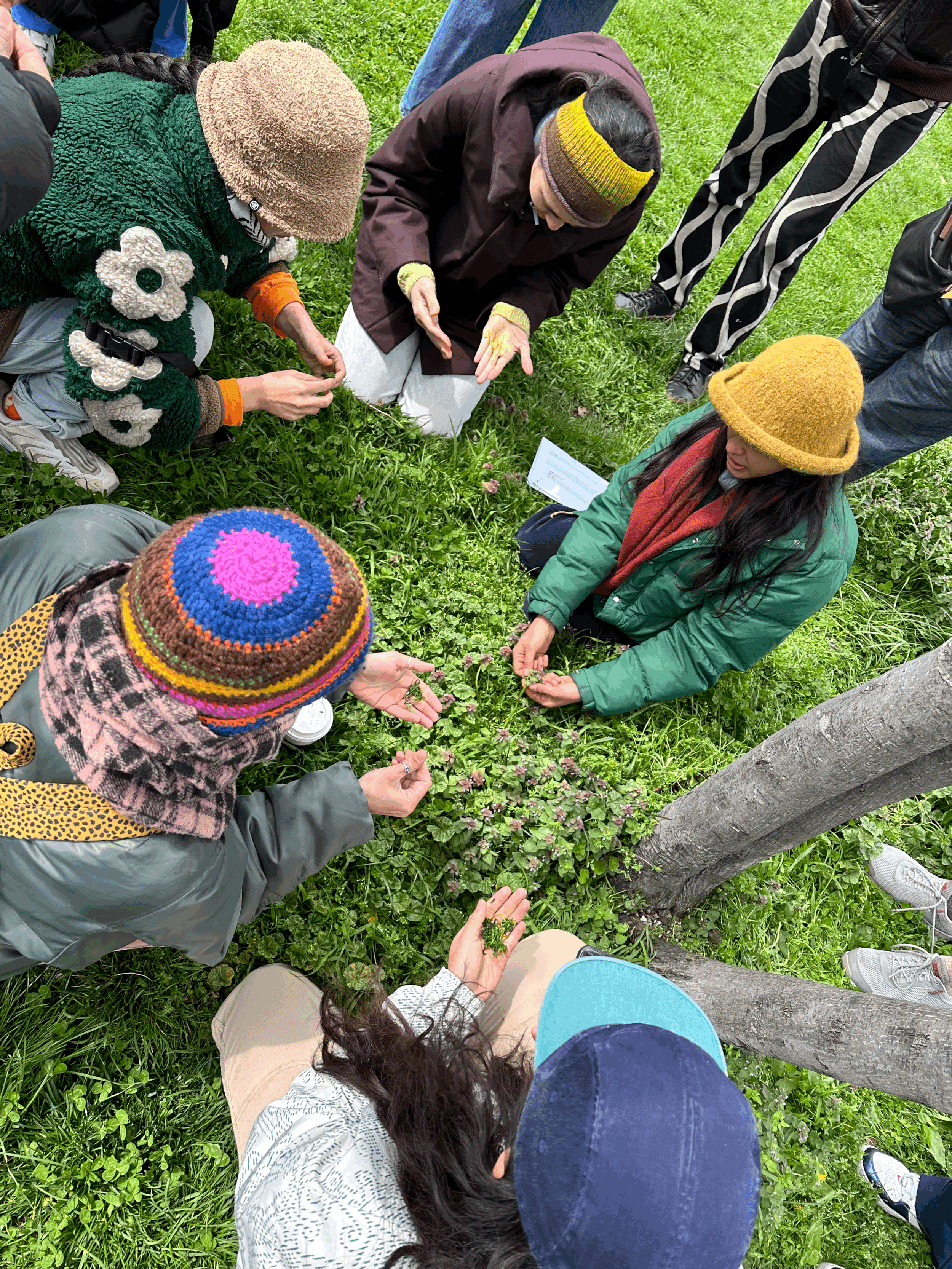 Herban Cura: New York City Intro to Herbalism Immersion