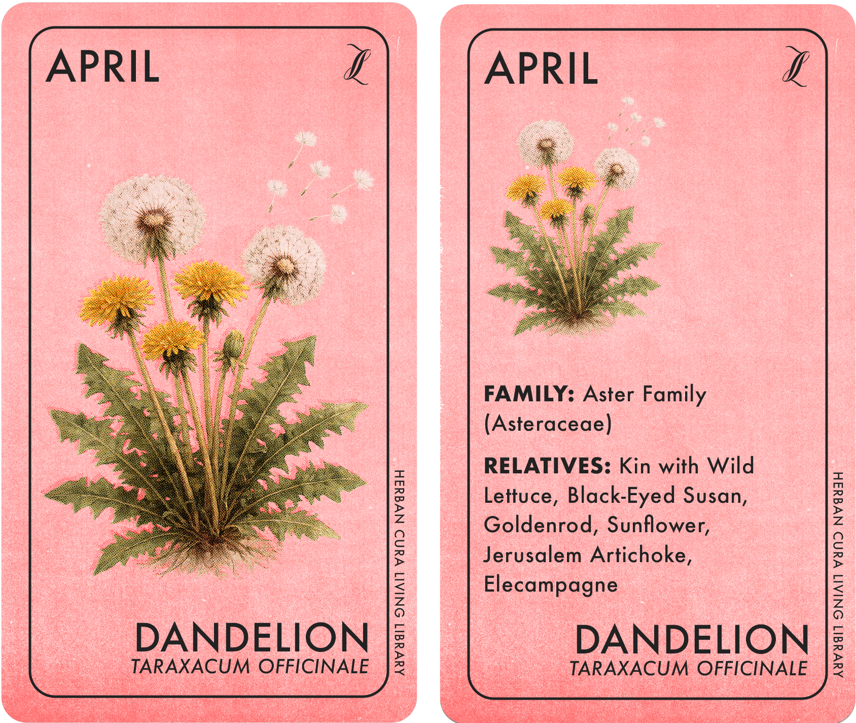 dandelion all.png