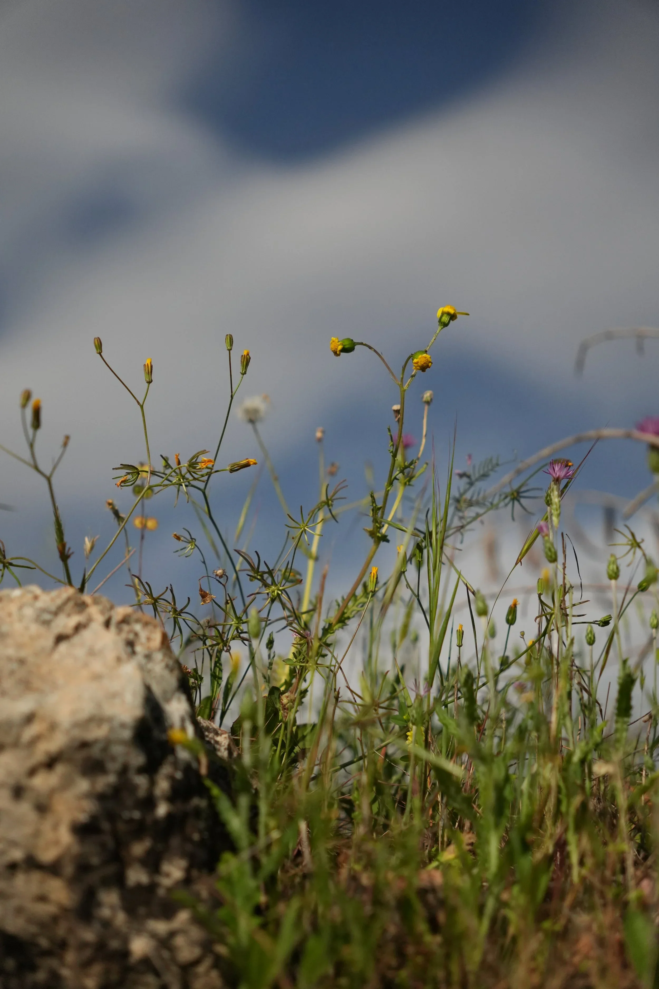 Palestinian Herbalism and The Land