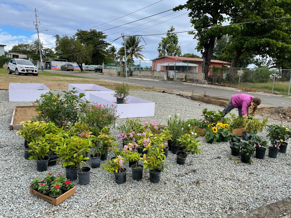  Picture of plants to be gardened 