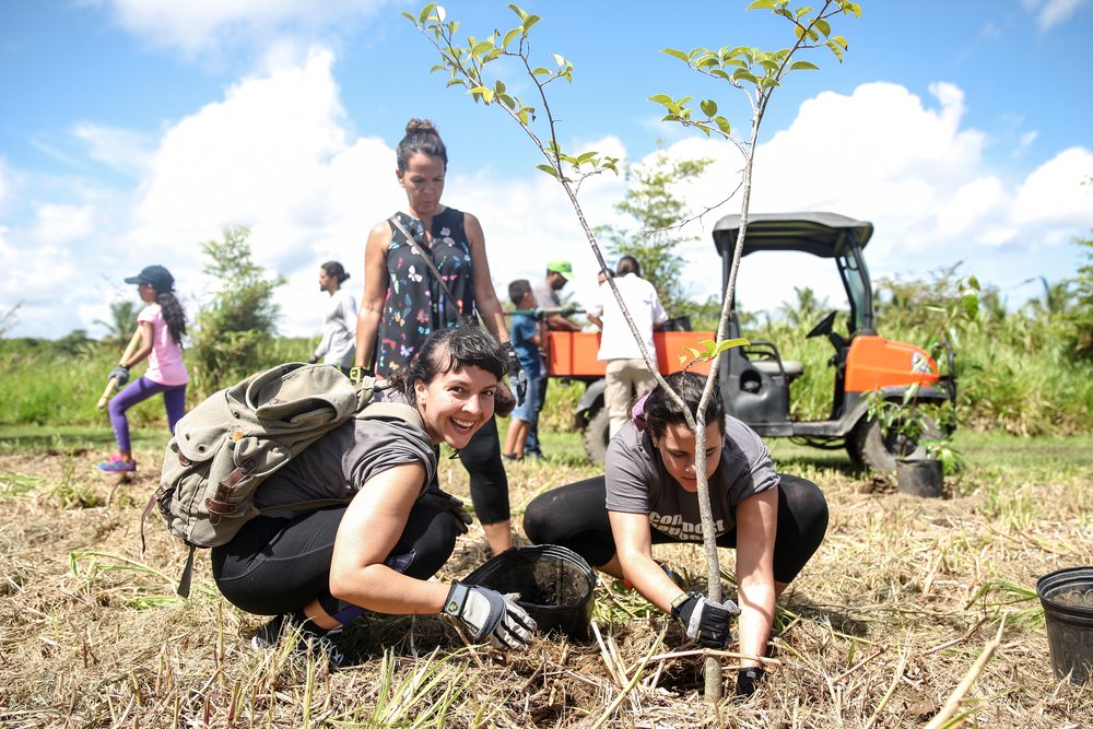  Volunteers planting trees 