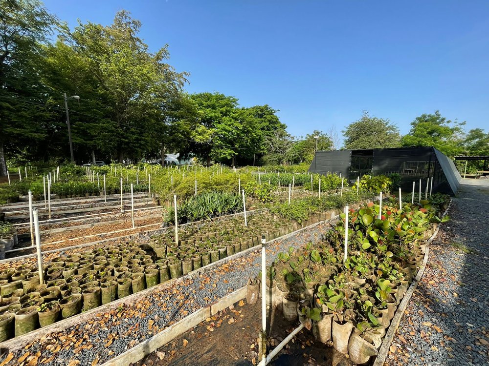  Row of growing trees in soil. 