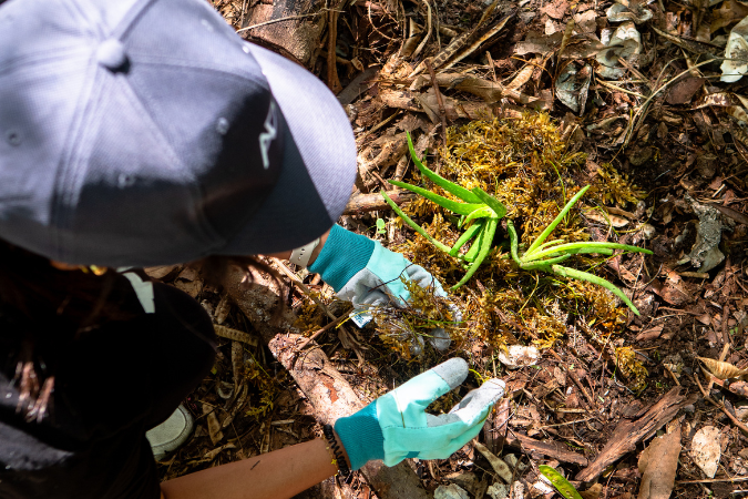 AD&V team member planting a tree.