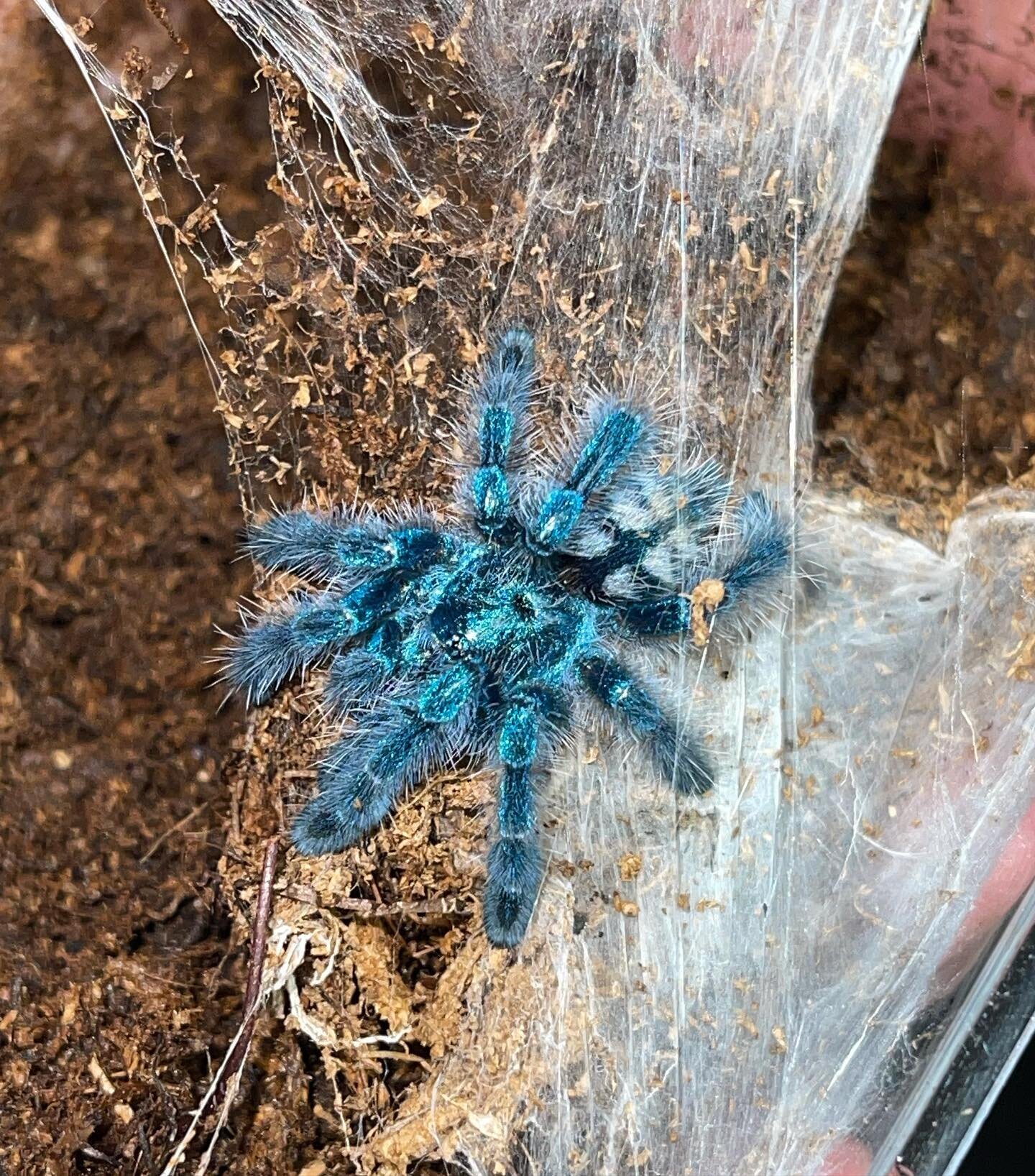 Absolutely stunning species. This photo is unexpected and only flash was used, #versicolor #tarantula