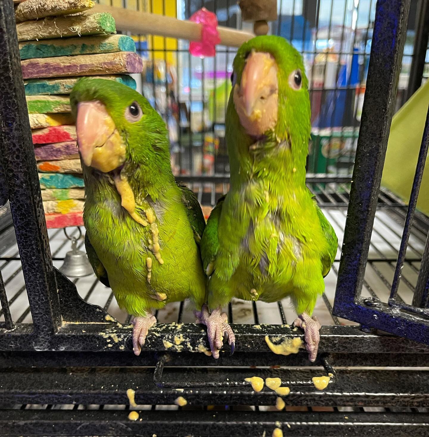 Messy baby birds #conures #birds #birdsofinstagram #petbirds