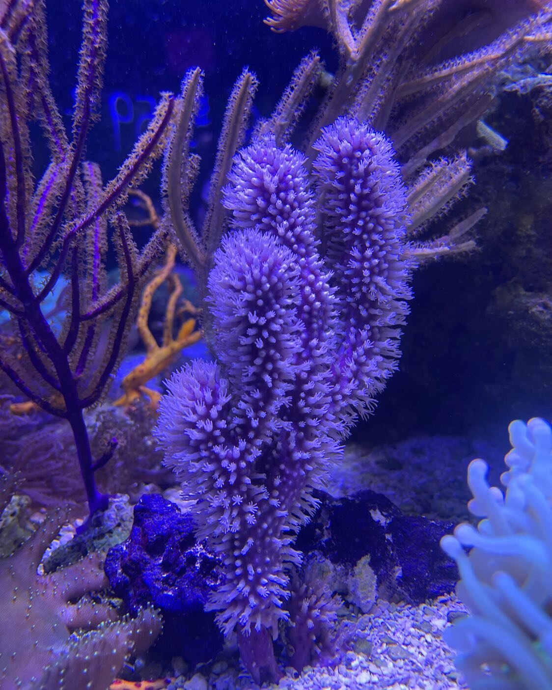 No filters needed 😍 #coral #saltwateraquarium #aquarium #fishtank