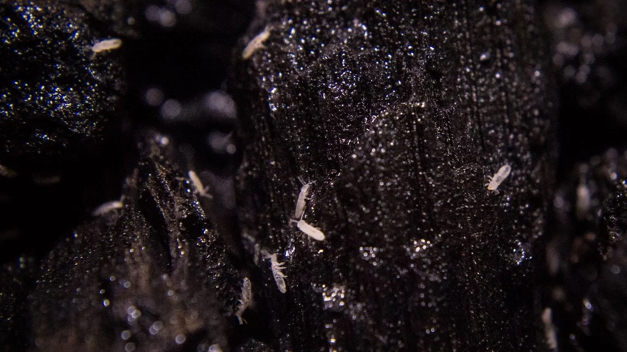 Springtails