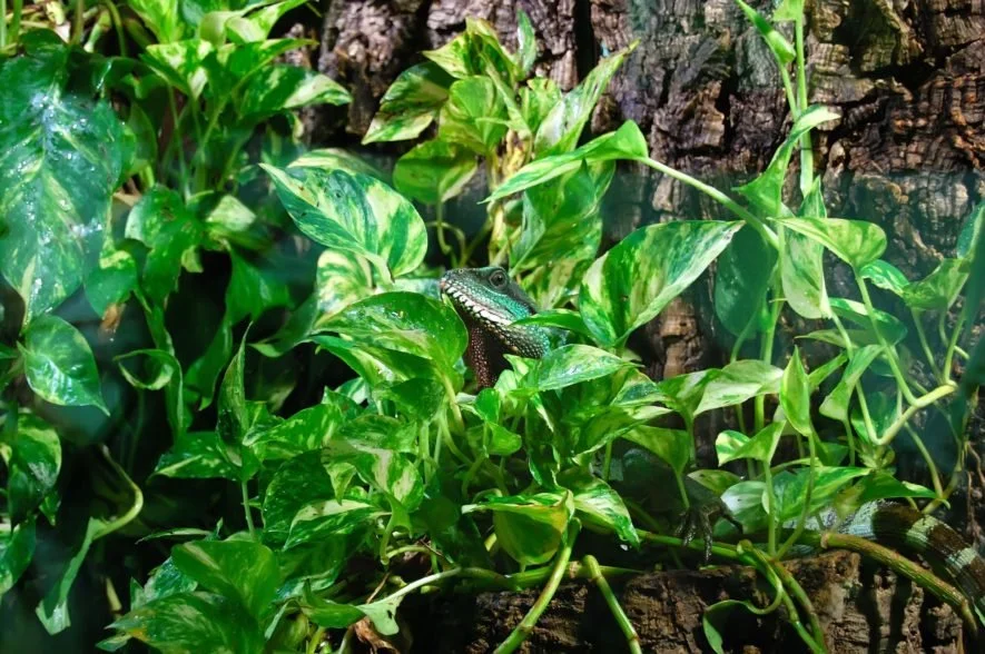 Live Plants
