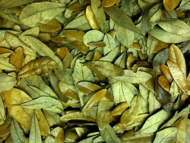 Leaf Litter