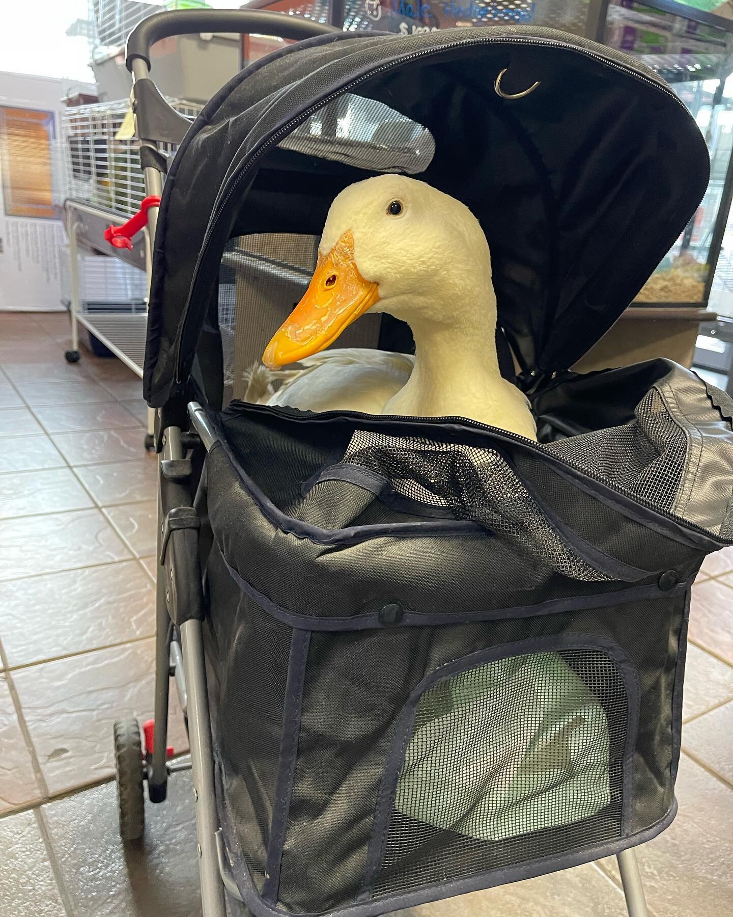 It&rsquo;s not every day we get to see a duck in a stroller!! But man did he give an awesome ending to a rough day. Thanks for stopping by Mr.Fatty and your mommas! Please come see us again soon☺️ @fatty_and_friends