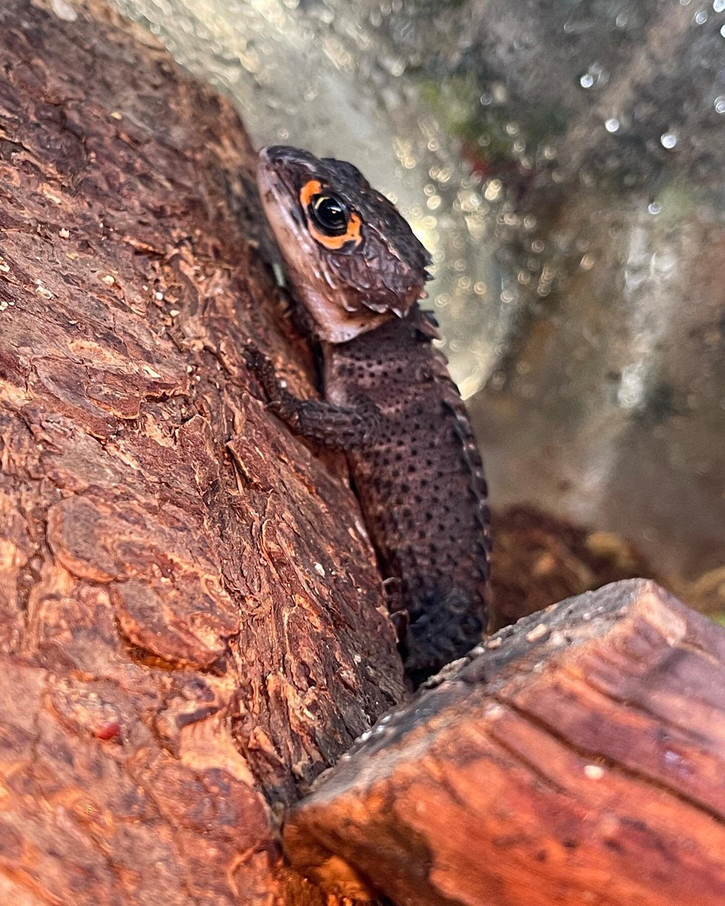 Baby dragons now available!!
Just kidding😉 but man these dudes look the part.  Red eyed crocodile skinks are just too cute to handle. ❤️#crocodileskink #redeyecrocodileskink #babydragon #dragons #reptiles #skink #animals #petsofinstagram #pets #cute