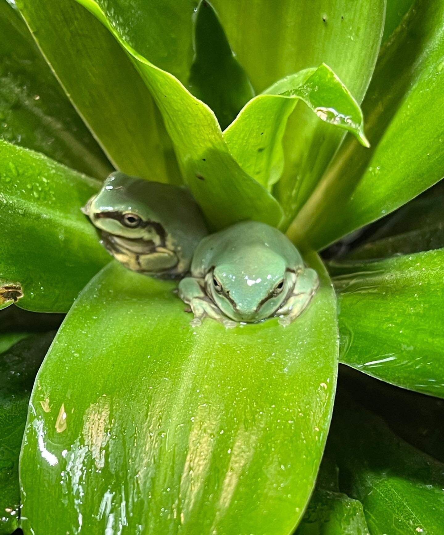 First baby Australian Whites Tree Frogs of the year !! #whitestreefrog #dumpytreefrog #babytreefrogs #frogs #amphibians #animals #pets #petfrogs #cute #adorable #sweet