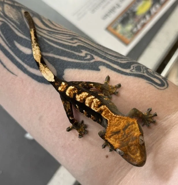 A small, colorful crested gecko with orange and black markings resting on a person's arm with a tattoo.