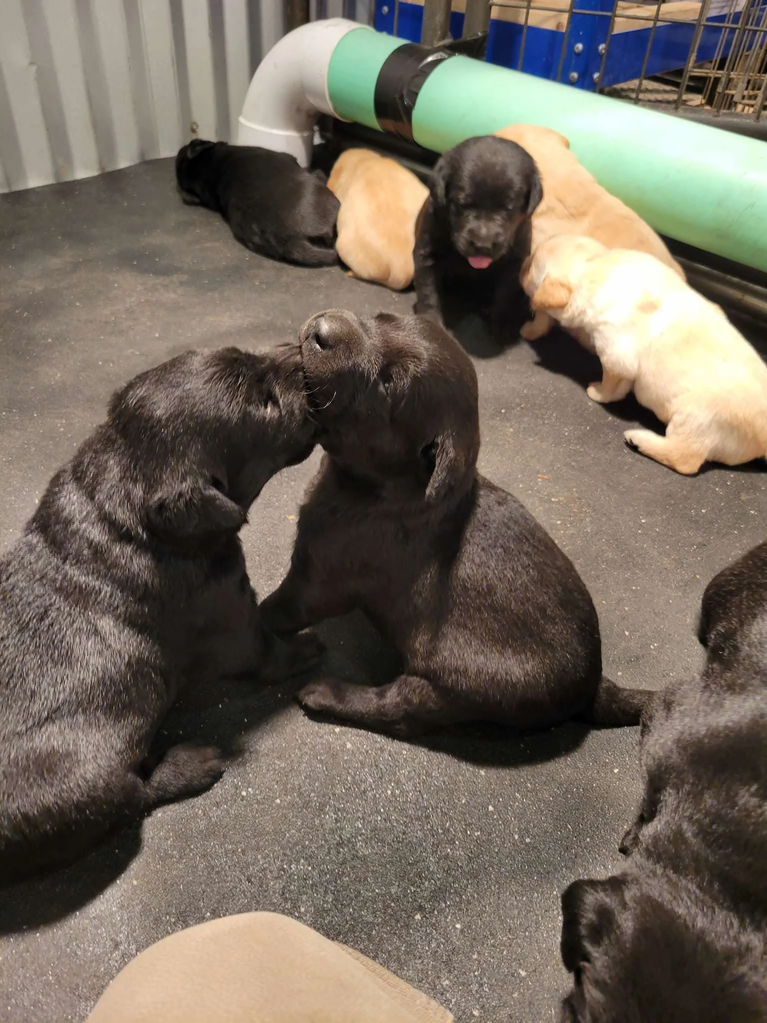 BML_Blog - New Litter 4.jpeg