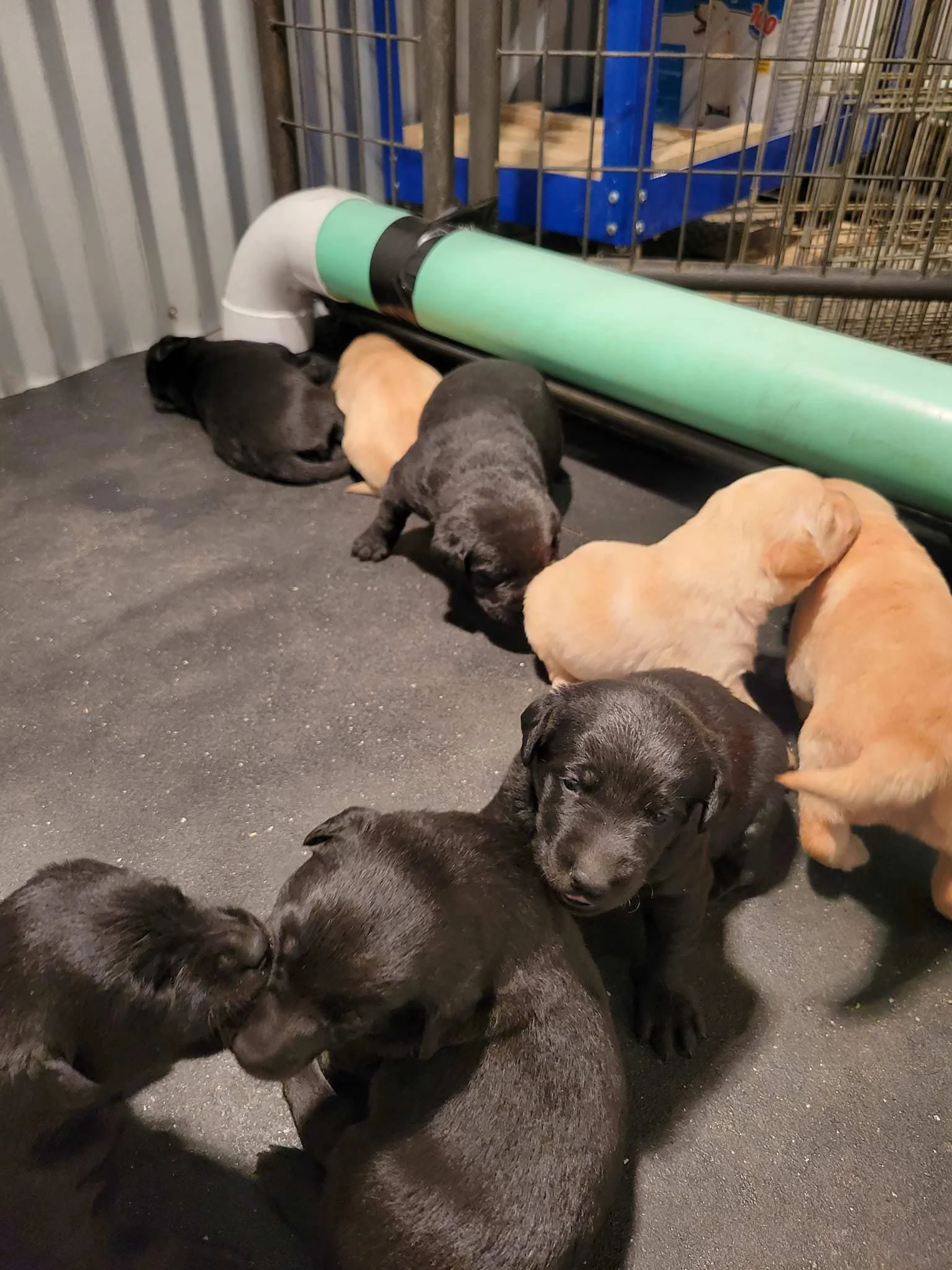 BML_Blog- New Litter.jpeg