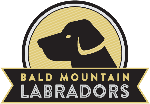 Bald Mountain Labradors