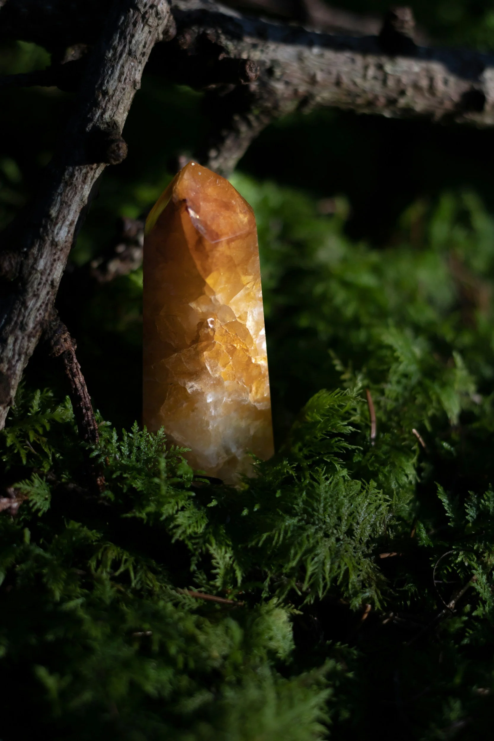 A polished, amber-colored crystal or mineral standing upright among green moss and small branches in a natural setting.
