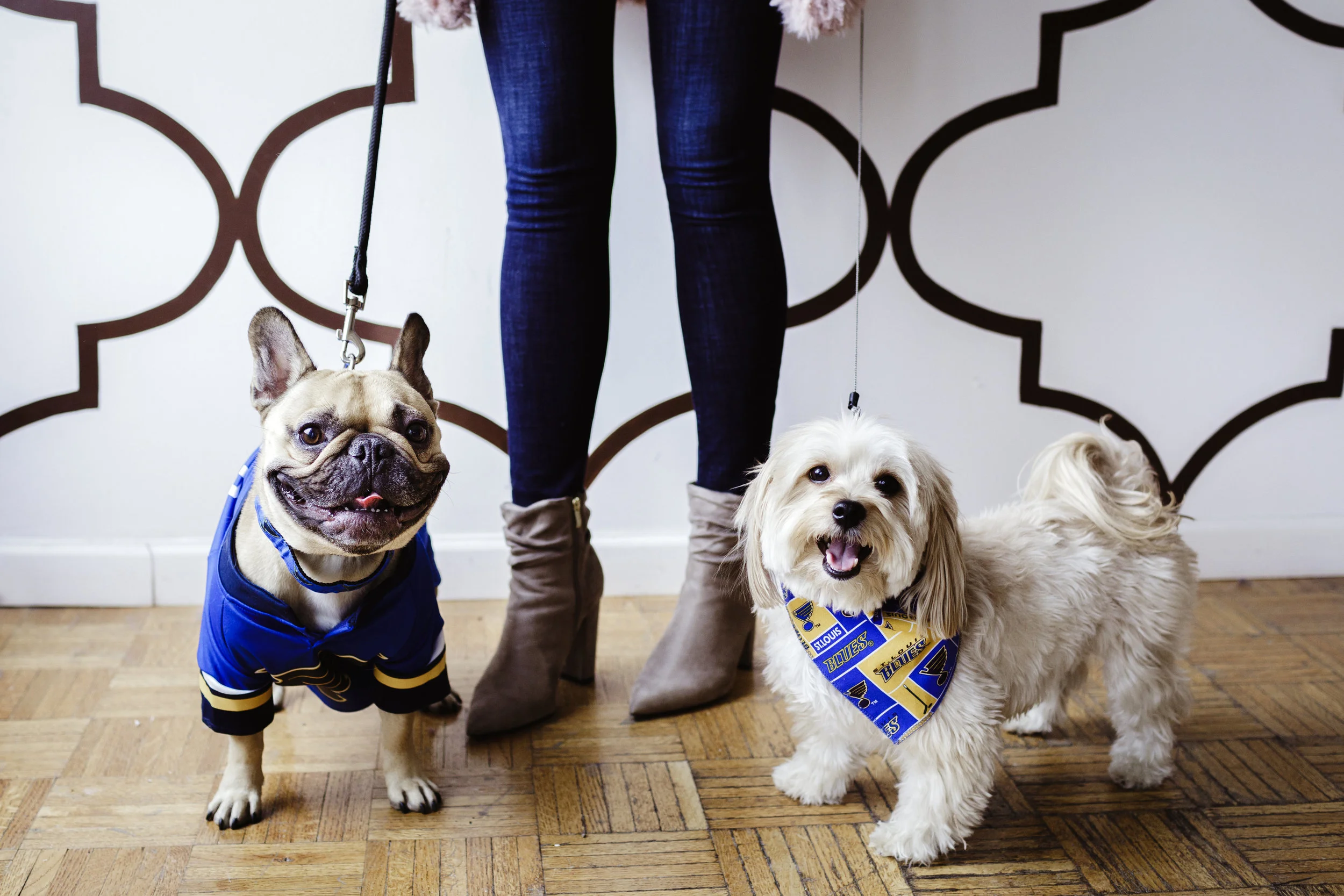 Sophisticated Pets Meet St. Louis Blues Dog
