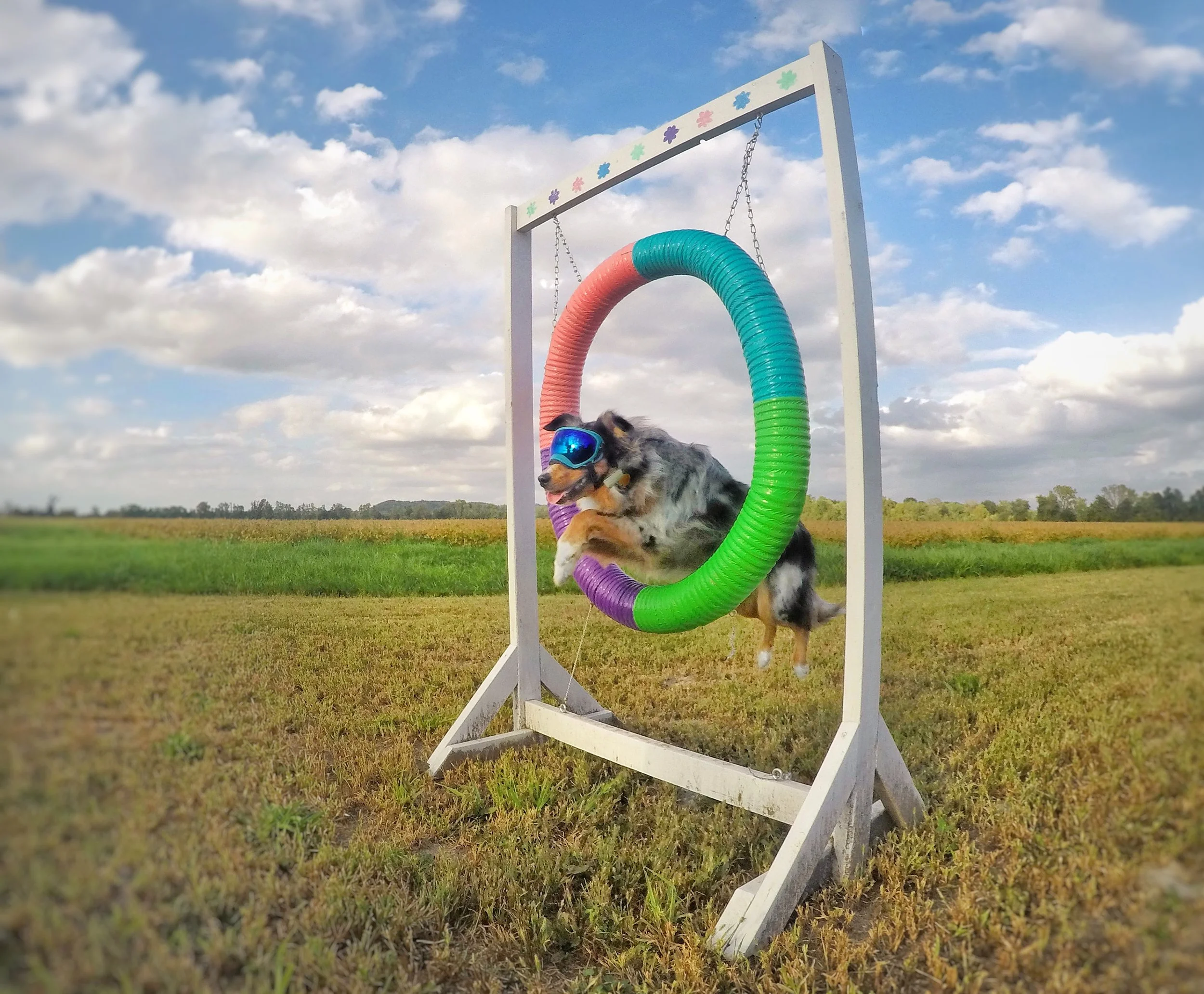 Sophisticated Pets: Meet Radical Ruger