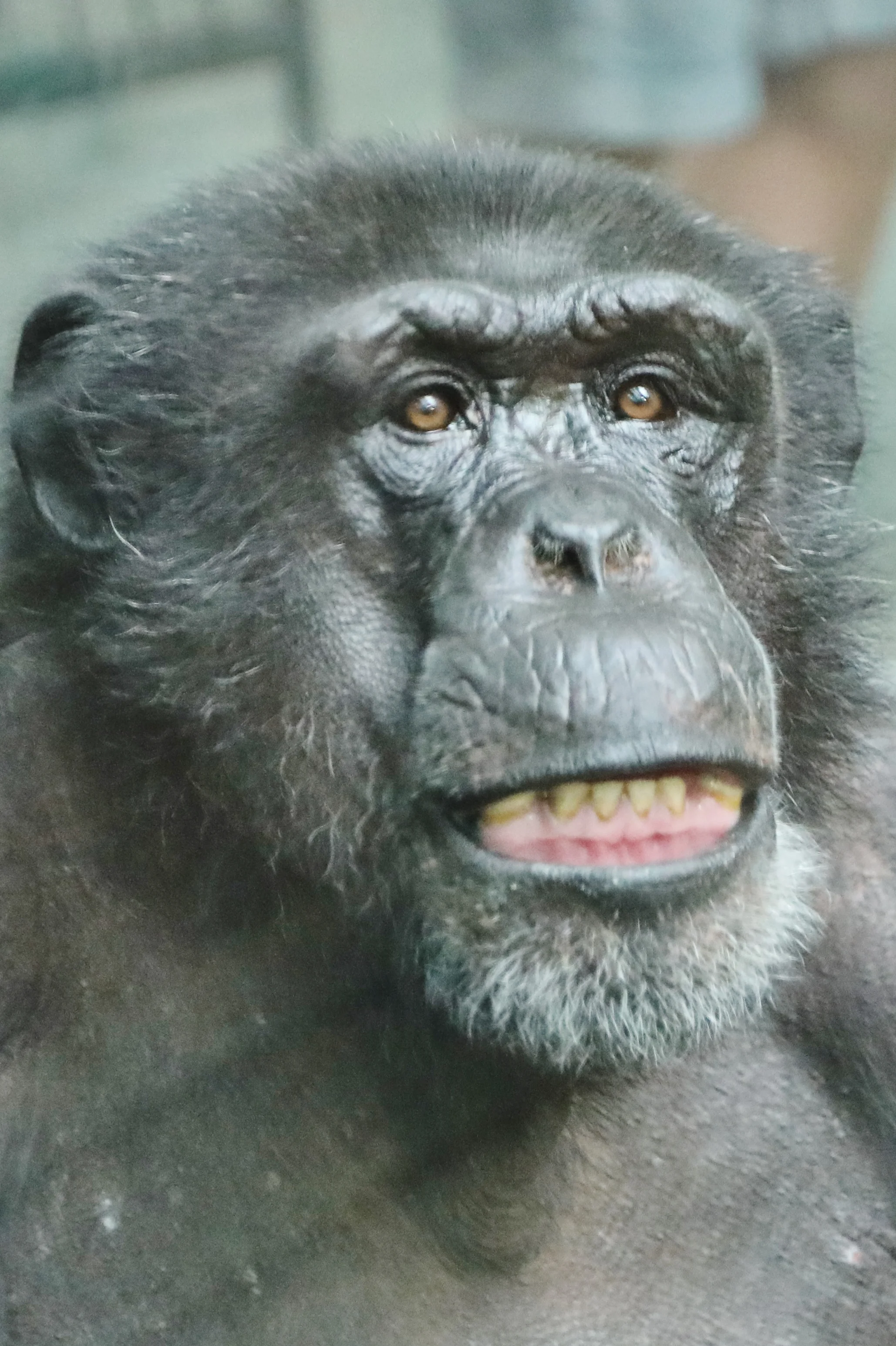 Thousands Flock to Zoofari