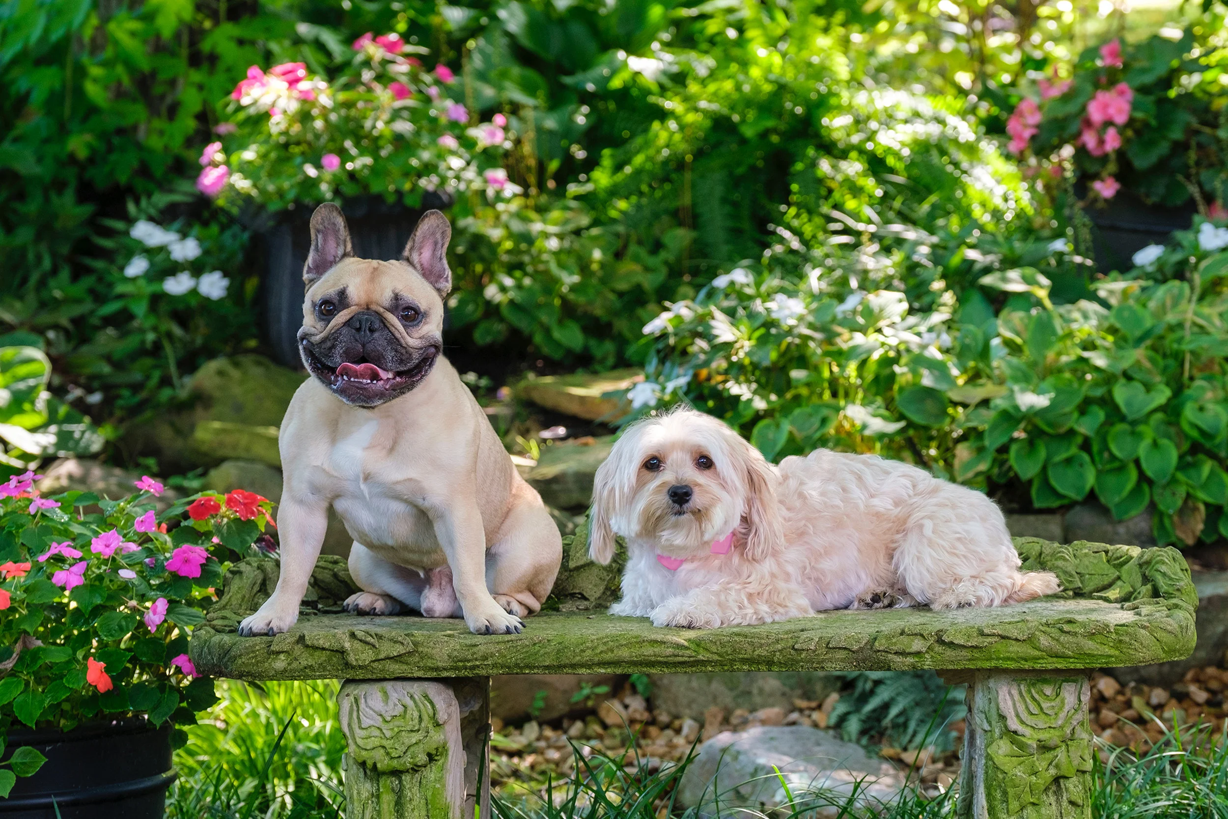 Sophisticated Pets: Family Portrait