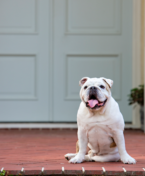 Sophisticated Pets: Meet Tater Tot