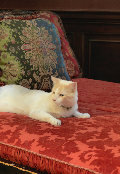 Sophisticated Pets: Feline Edition