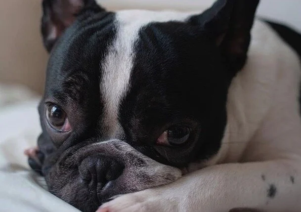 Every Dog's Wishlist