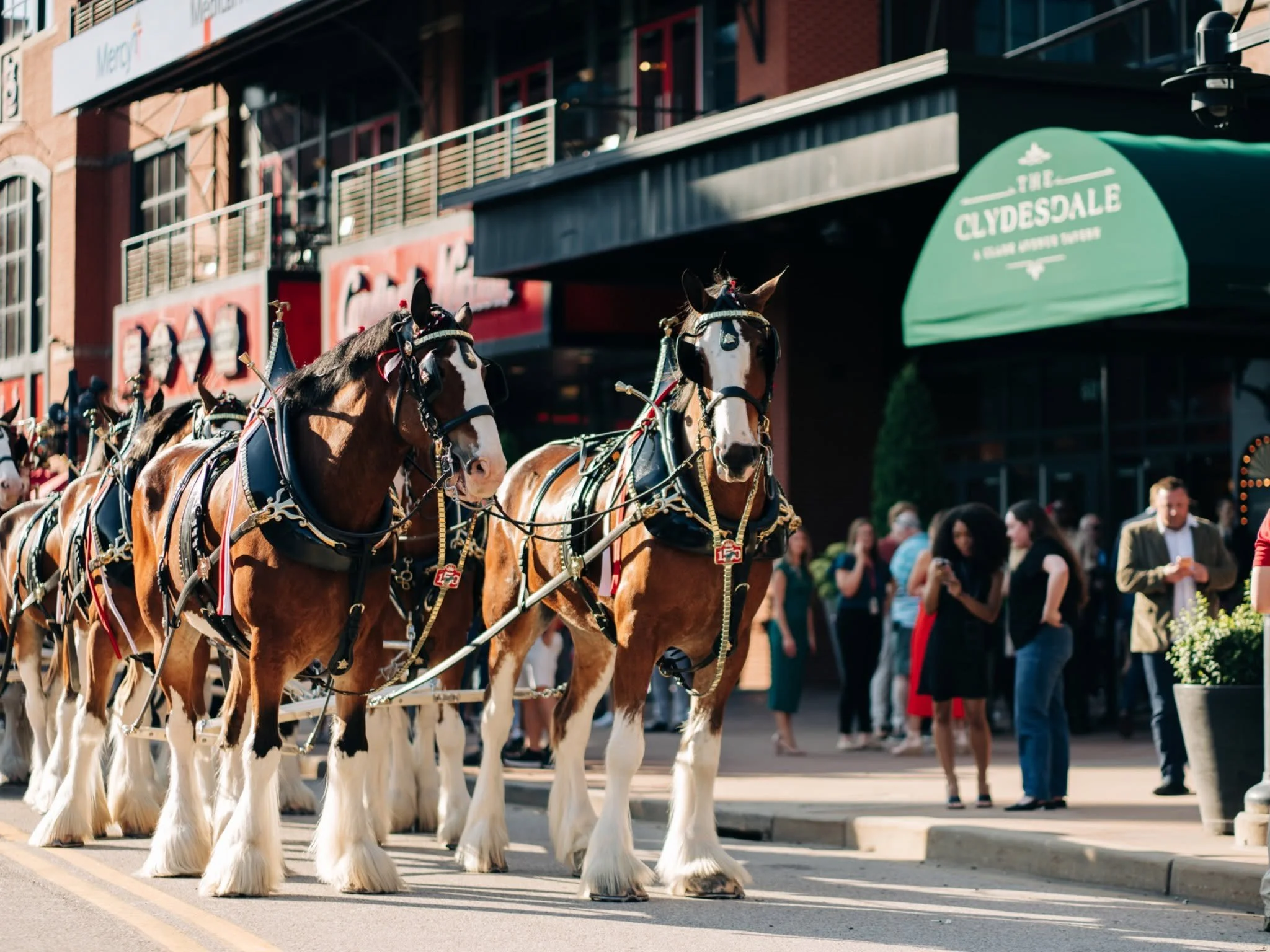 When the Clydesdales Came Trotting In