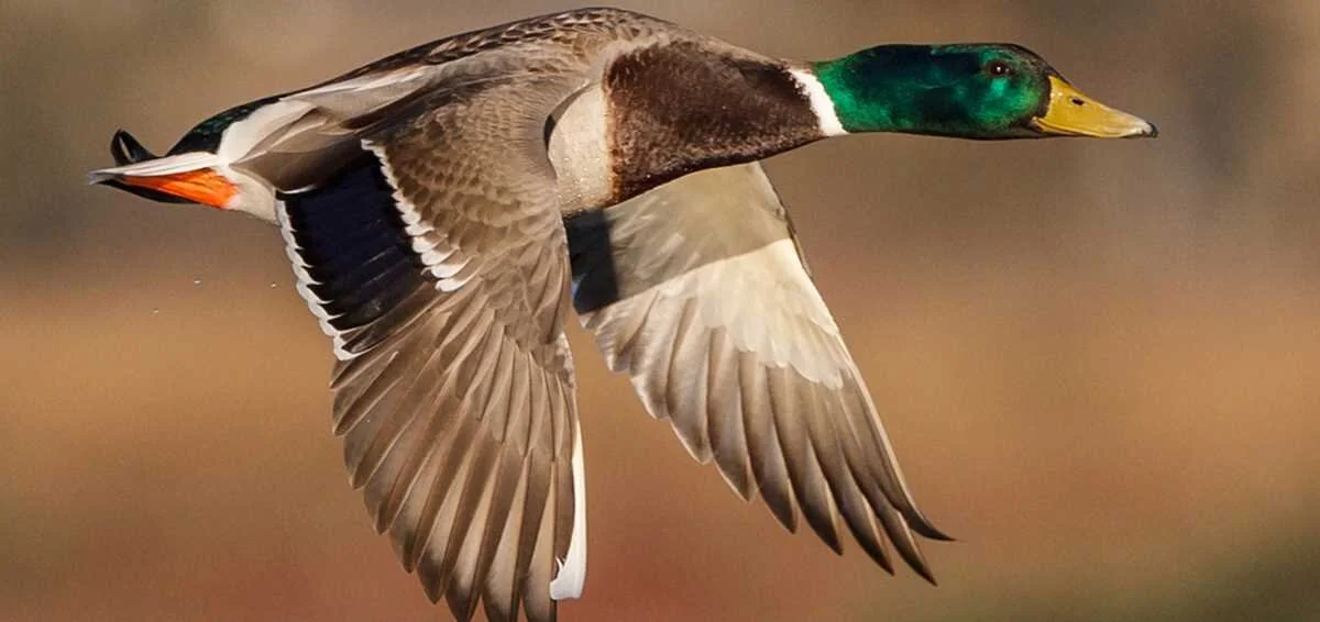 Horicon Marsh Waterfowl Calling Clinic 6-19-2025