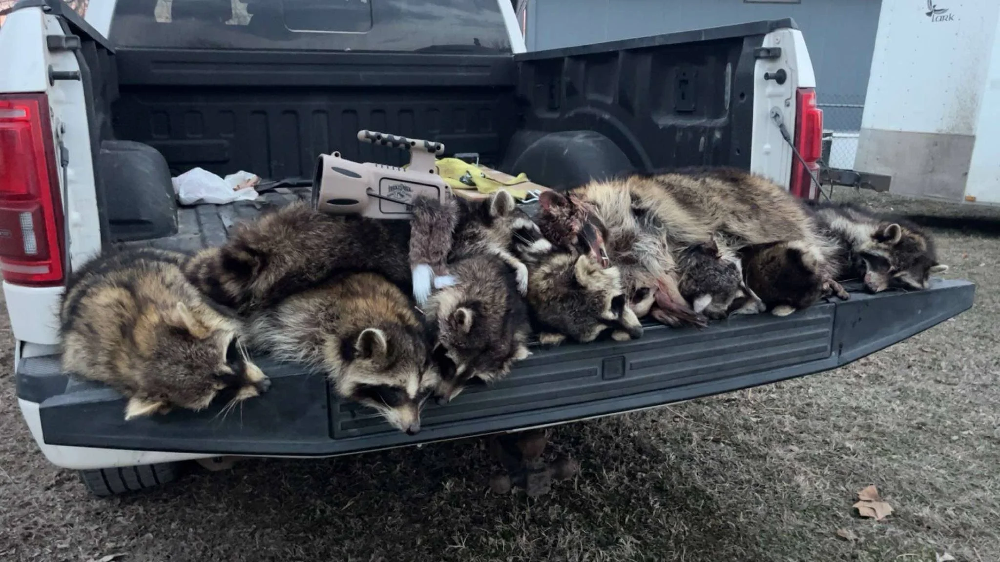 Haven area Raccoon calling 6-8-2025