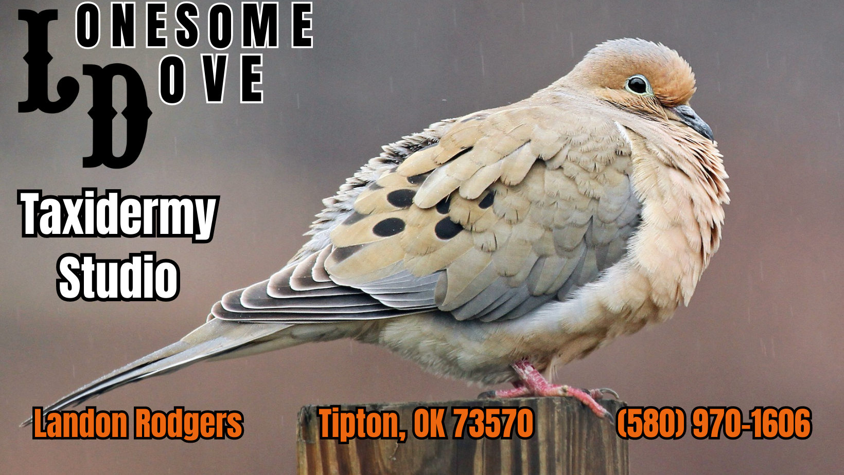 Tillman County Prairie Dog Hunt with Lonesome Dove Taxidermy Studio 6-13-2026