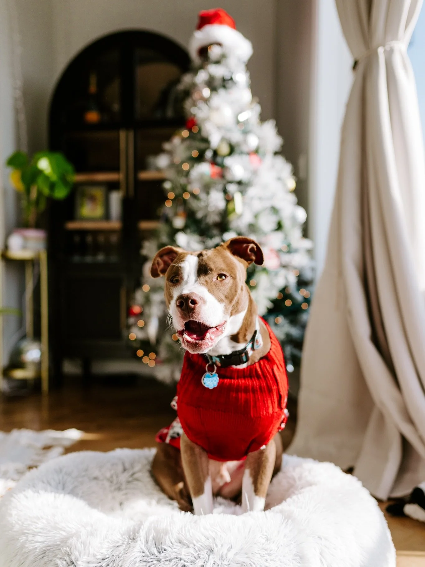 Listen up yall because today is the most important day&hellip;. SUSHI&rsquo;S FIRST BIRTHDAY!!!!!!!🎂🎁🍾🥳

Guys&hellip; I literally say every day &ldquo;I can&rsquo;t believe I never wanted a dog&rdquo; because this little guy brings us so much joy