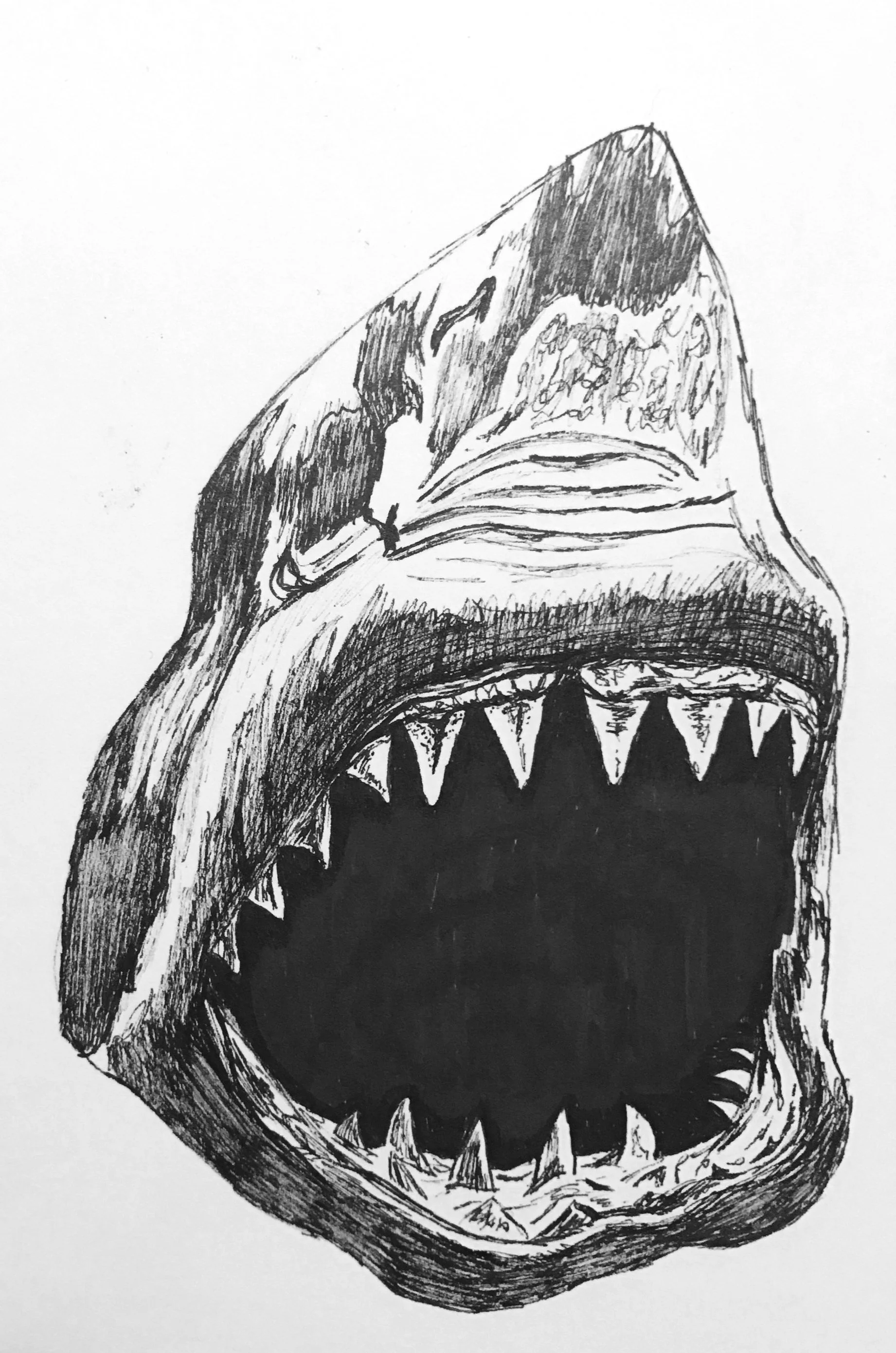 sketch%2Bshark%2B2.jpg