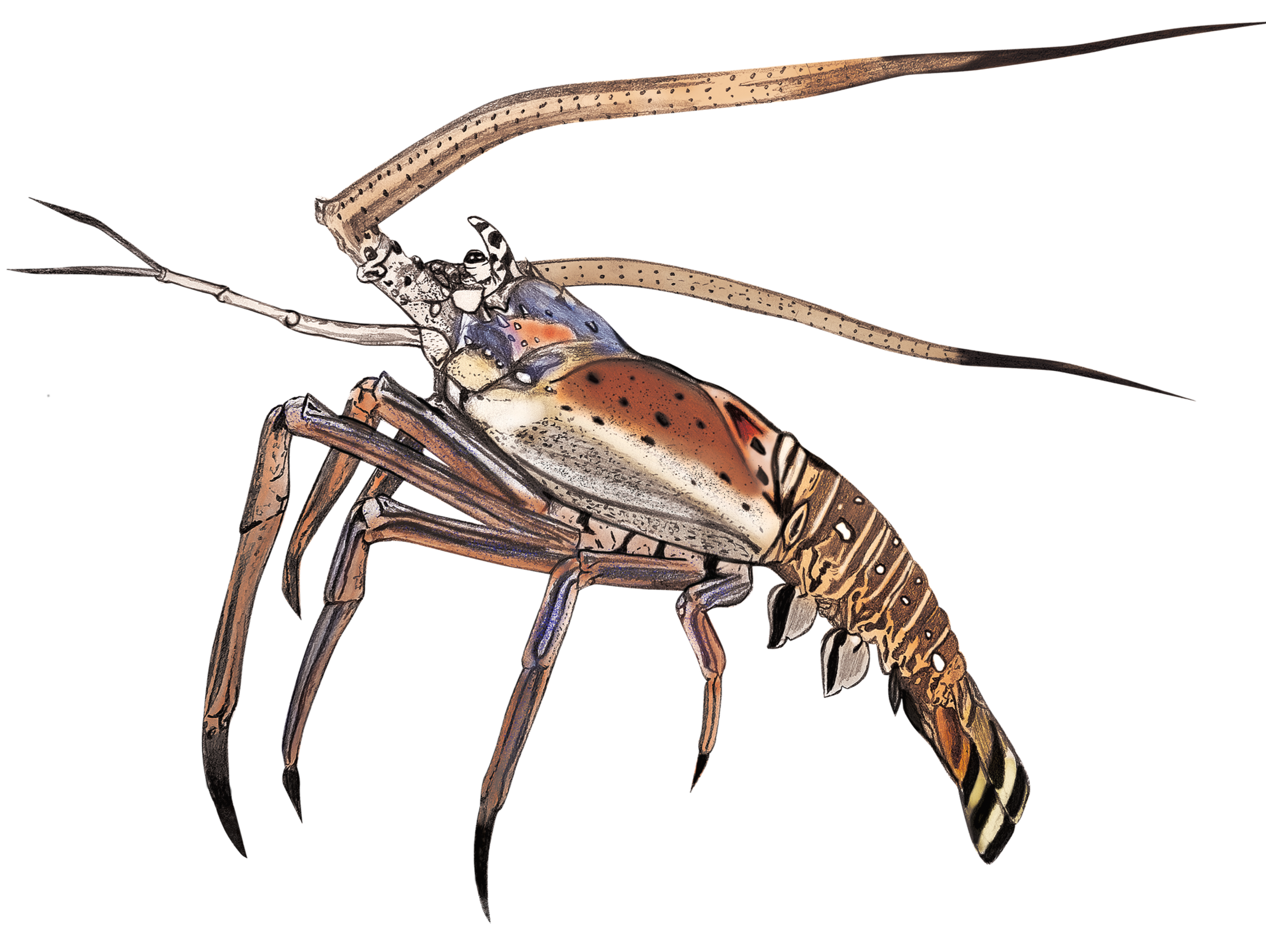 A detailed illustration of a tiger beetle with a long, curved proboscis and striped tail, depicted in a scientific style with intricate patterns on its body.
