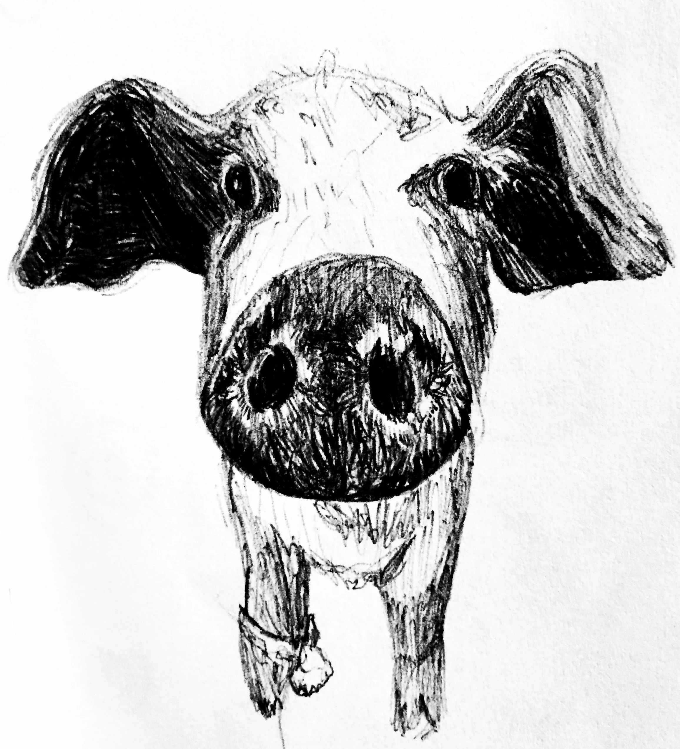 sketch_pig.jpg