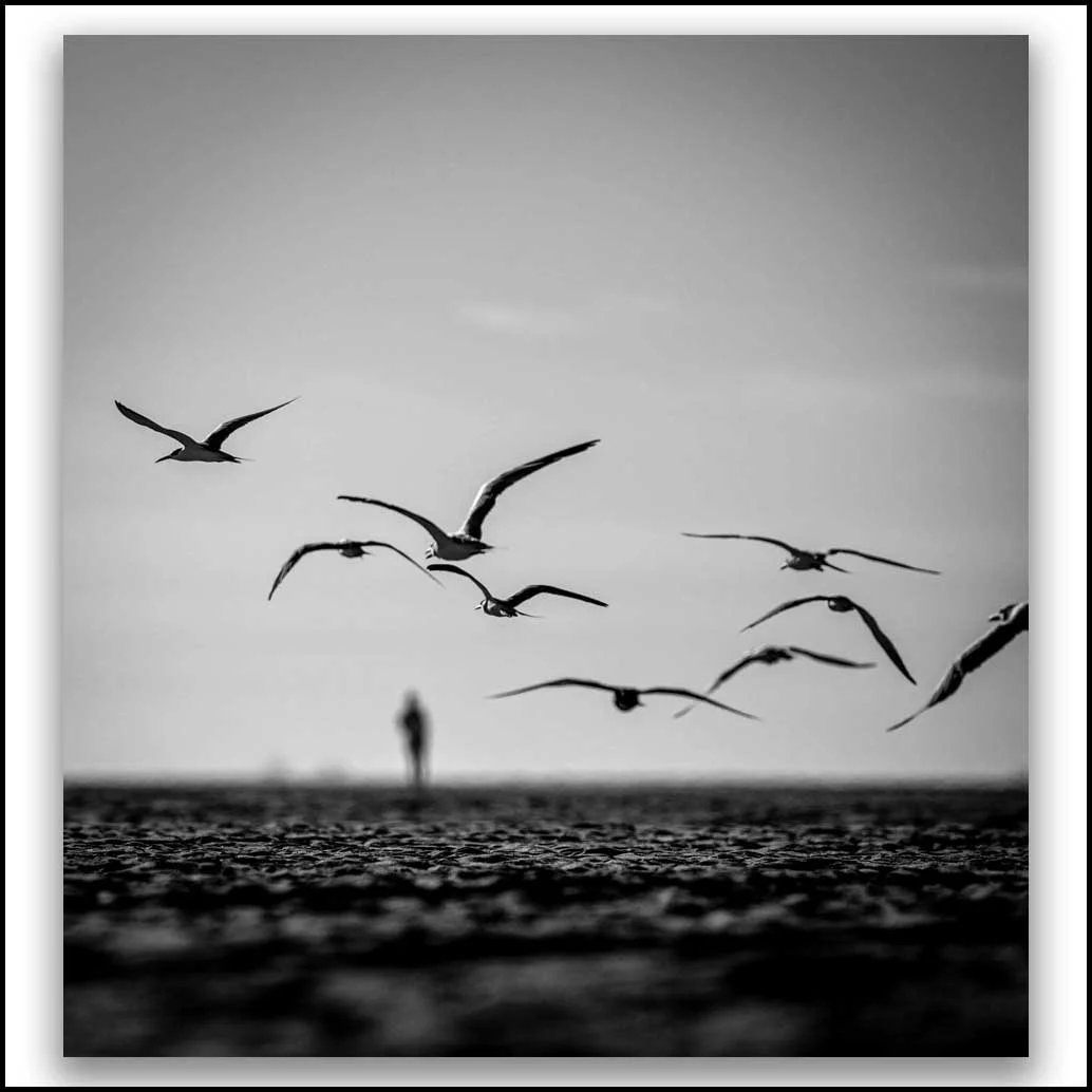 BirdsOnBeach-01-P.jpeg