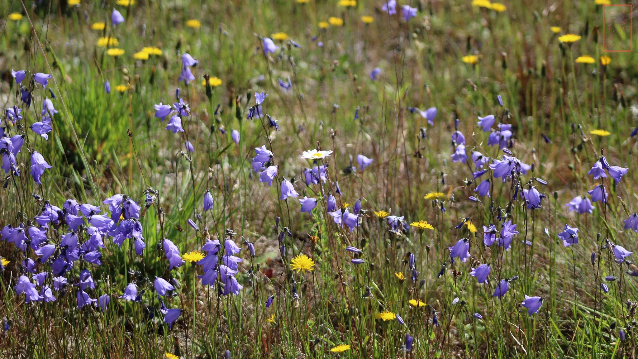 WA: Mima Mounds