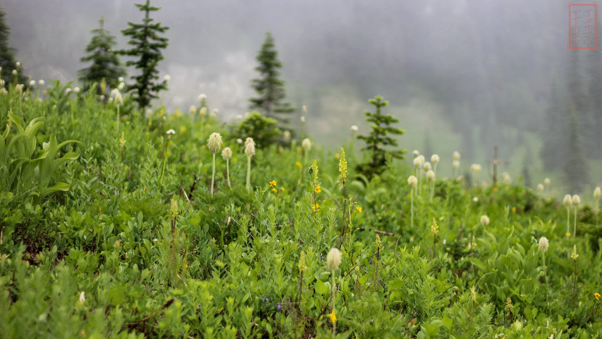 WA: Naches Peak Loop