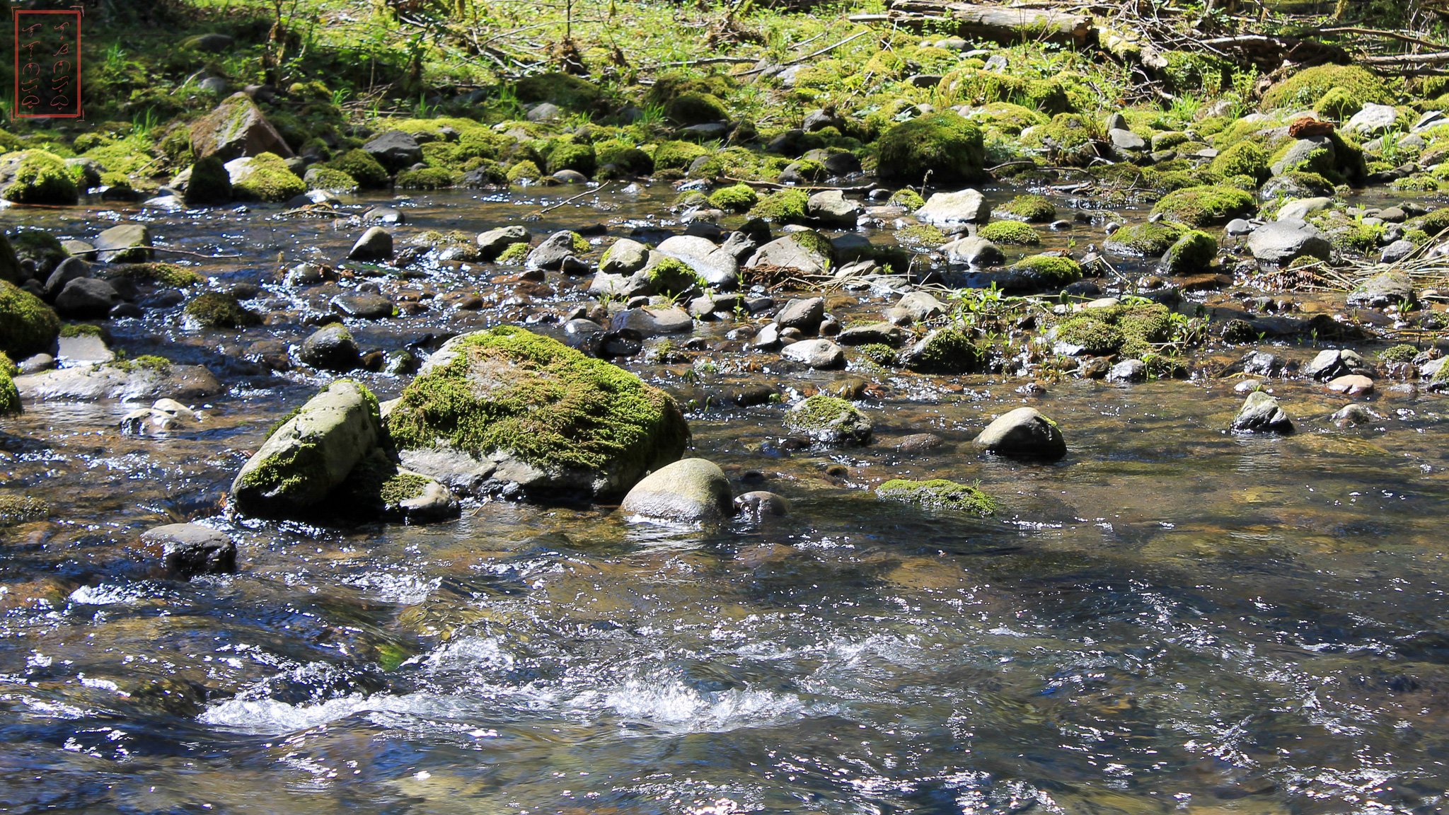 WA: Panther Creek