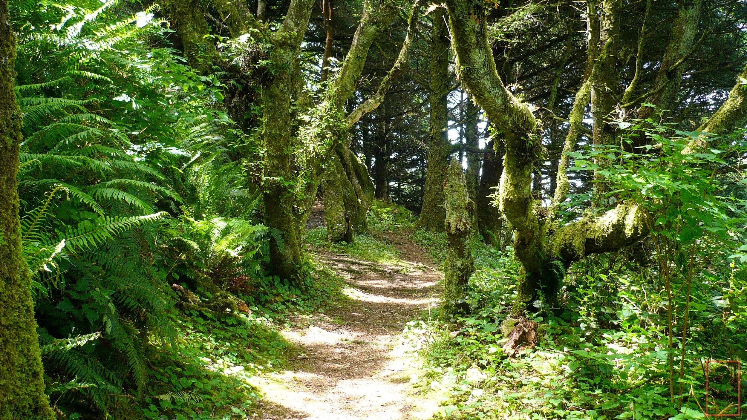 OR: Cape Perpetua