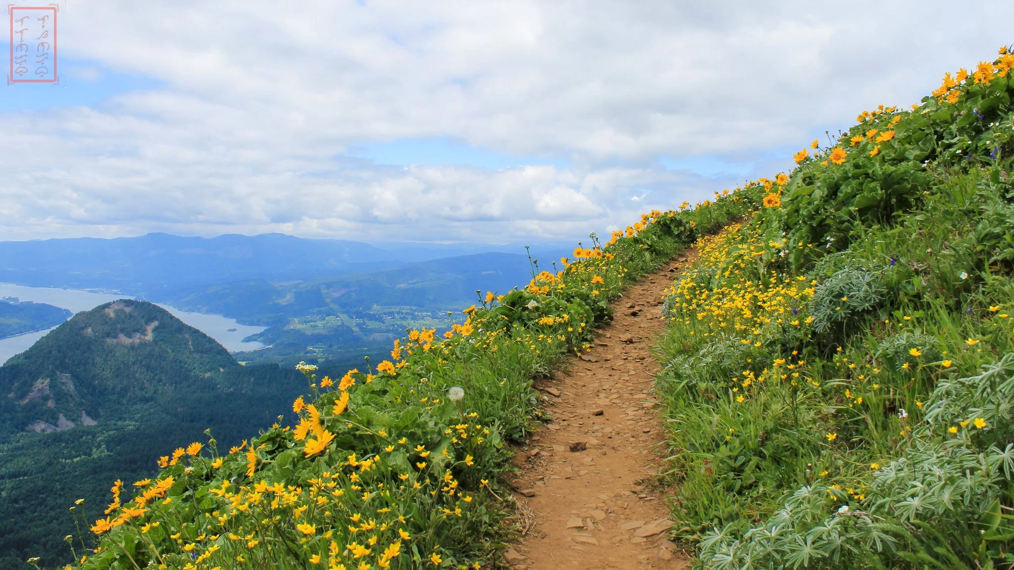 WA: Dog Mountain