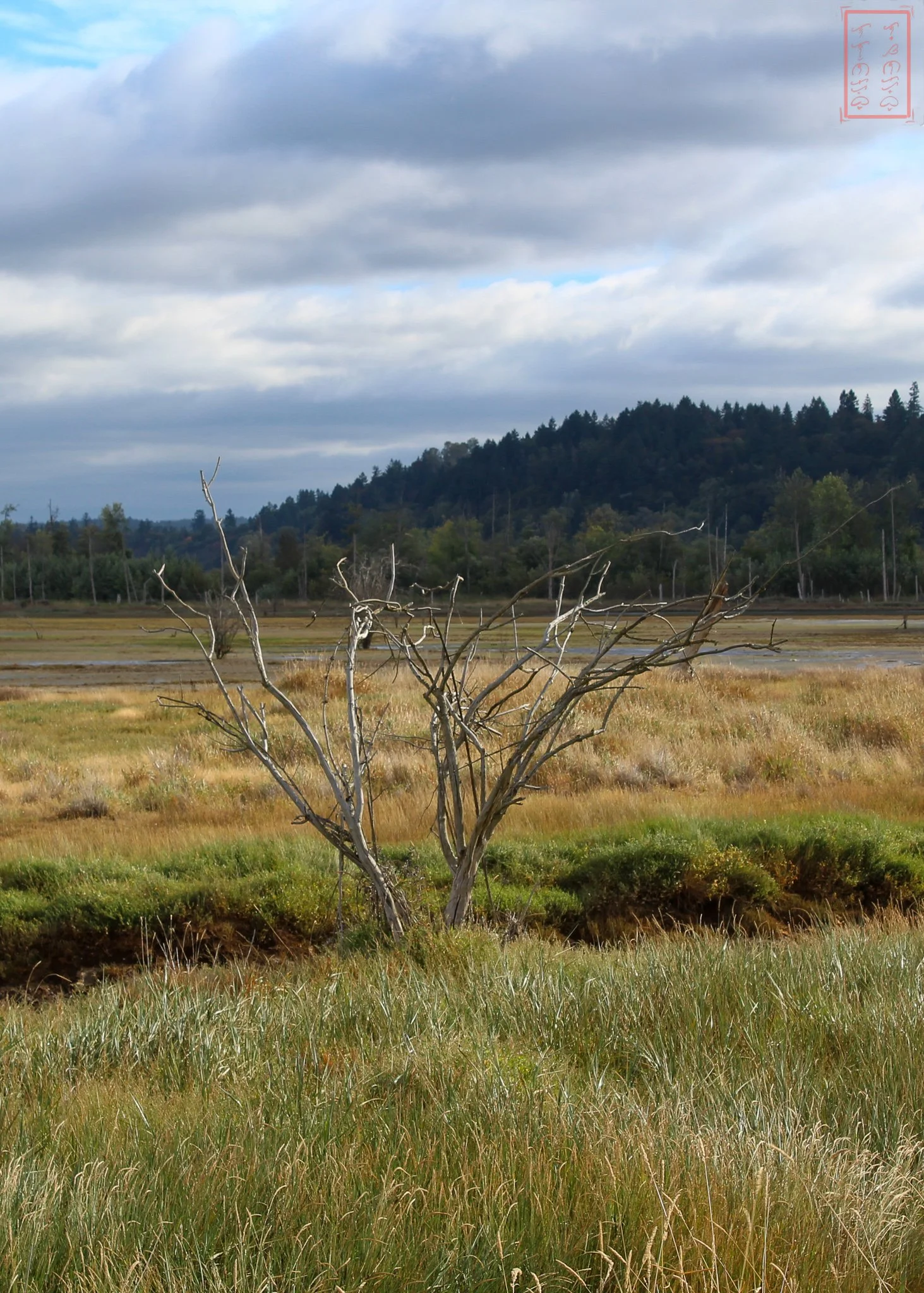 WA: Billy Frank Jr. Nisqually National Wildlife Refuge