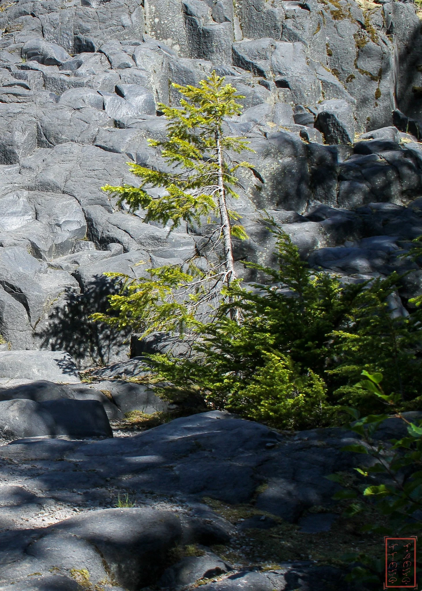 WA: Lava Canyon